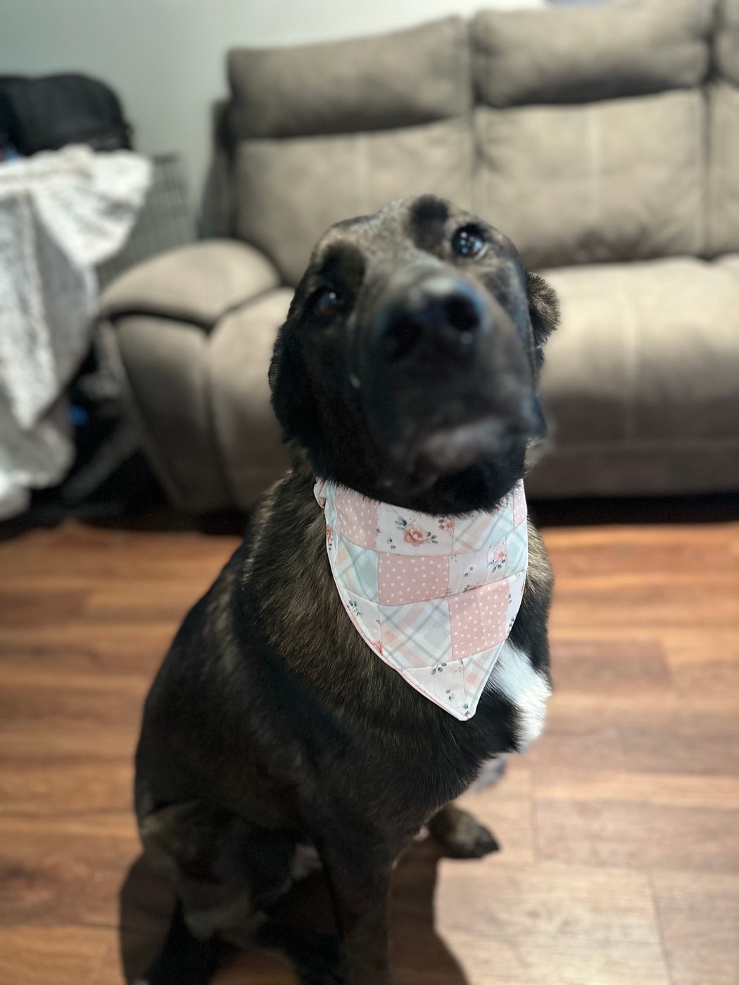 A dark dog sitting, wearing the finished patchwork neckerchief